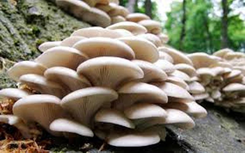 पाल्पामा जङ्गली च्याउ खाएर बिरामी परेकाको अवस्था गम्भीर