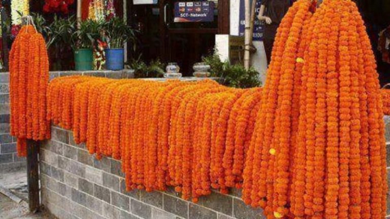 तिहारमा २५ लाख मालाको माग, ५० हजार माला भारतबाट ल्याइने