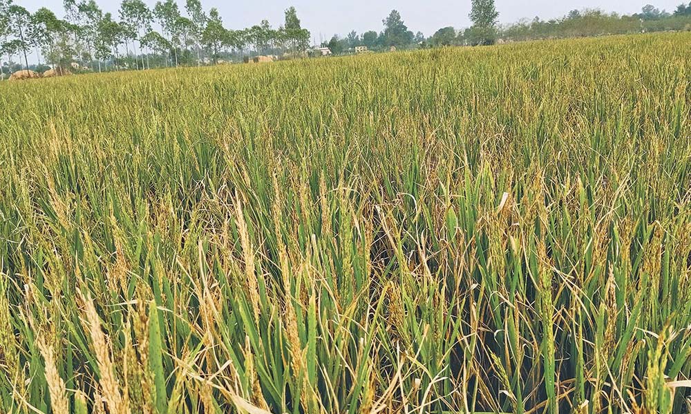 गरिमा धानको नक्कली बीउ : १७ सय किसान पीडित