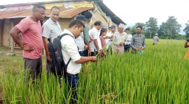 किसानले नक्कली गरिमा धानको सात करोड क्षति पाउने