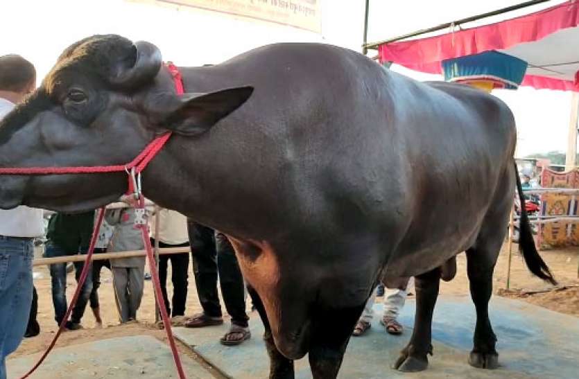 पशुमेलामा १५ करोडको रांगोको आकर्षण