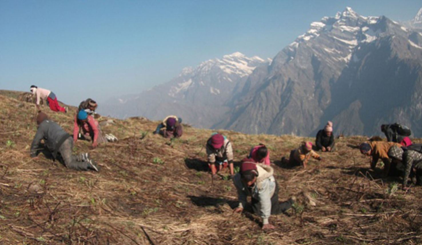 जडीबुटी सङ्कलन गर्न गएका एकै गाउँका १२ जना सम्पर्कविहिन, एकको मृत्यु