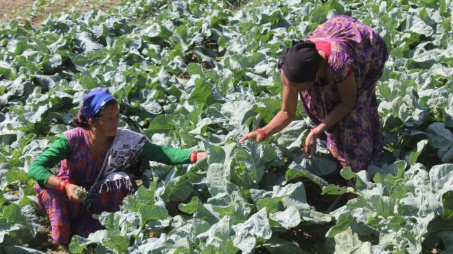वर्षमा डेढ अर्ब आम्दानी गर्छन् कर्णालीका महिला