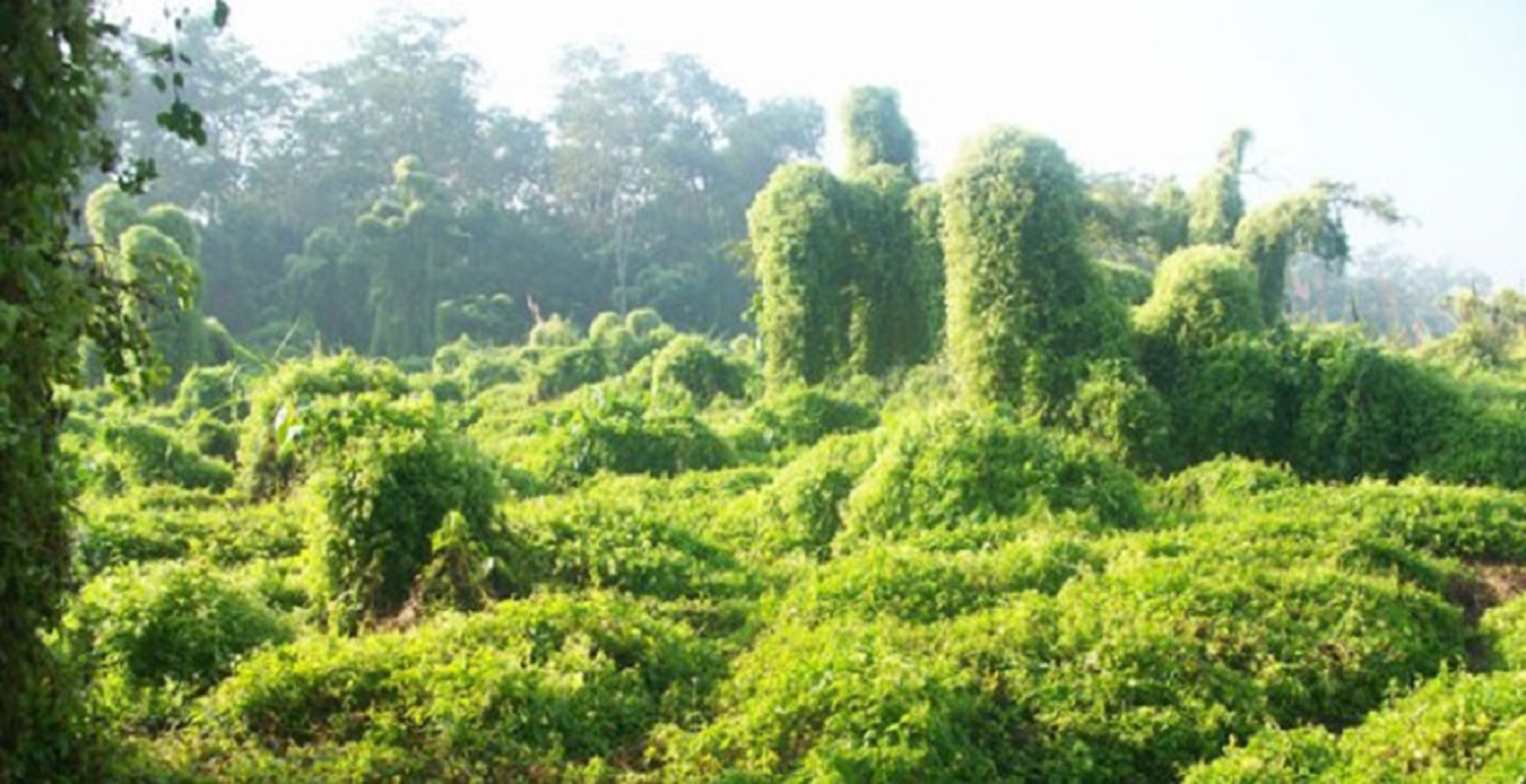 गाउँका जमीनमा वनमाराः युवा शहर वा विदेश पलायन