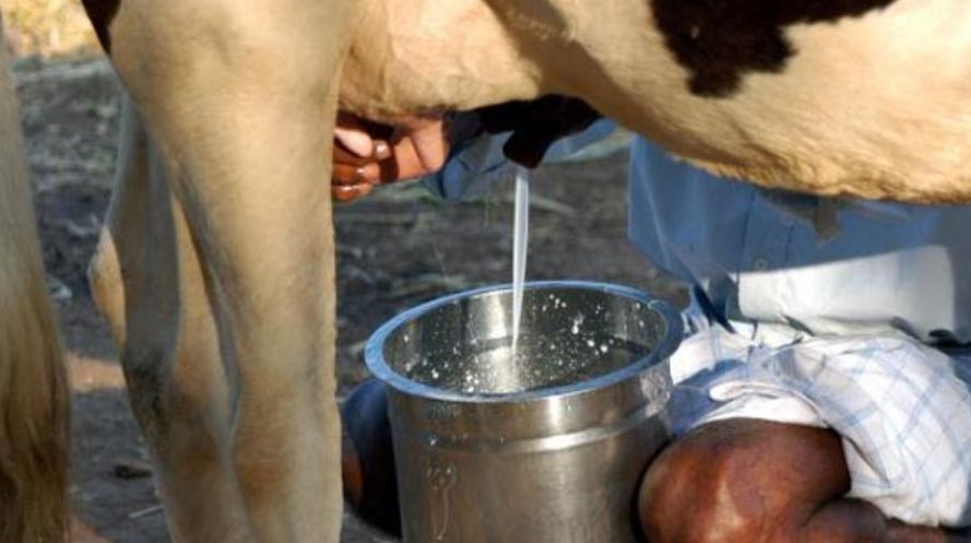 माछापुुच्छ्रे गाउँपालिका दूधको ‘हब’ बन्दै, दूध बिक्रीबाट एउटै वडावासीको मासिक आम्दानी एक करोड