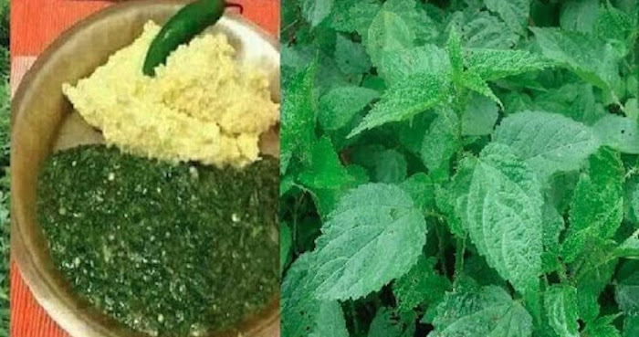 सिस्नुको परिकारमा रमाउँदै पर्यटक