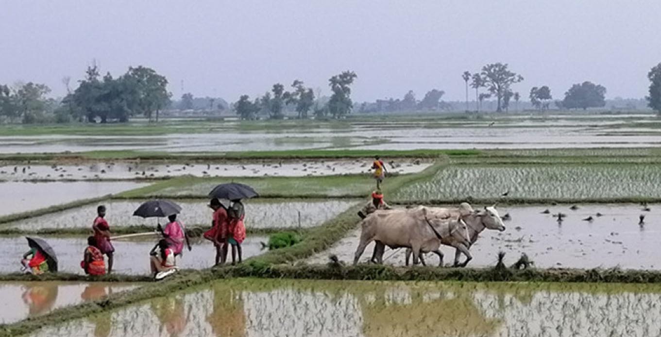 महोत्तरीमा ७० प्रतिशत धान रोपाइँ सम्पन्न, ढिलो वर्षाले दिएको राहत