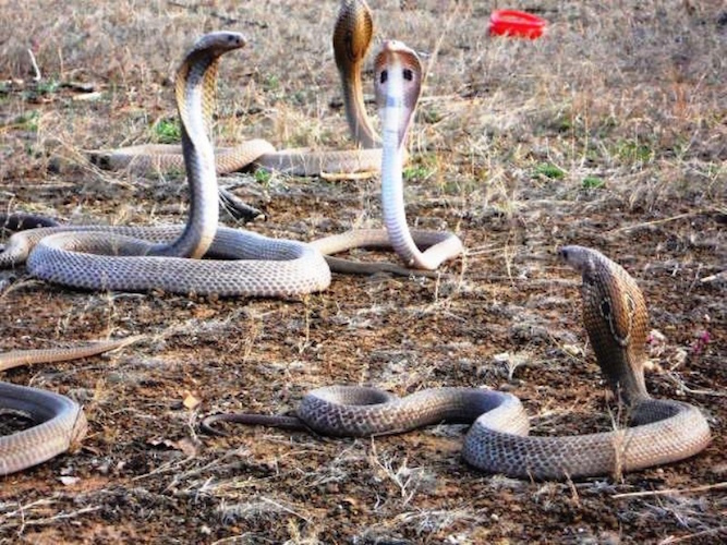 सर्पको बिगबिगीः एक महिनामा १२० जनाको उपचार
