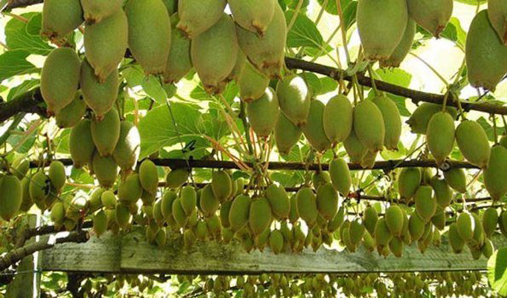 धान मासेर लगाएको किबीले मनग्गे आम्दानी