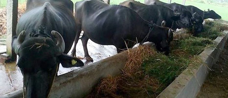 गाउँभर दुहुना भैँसी, मासिक दुई लाख आम्दानी