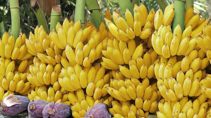 बिर्तामोडबाट एक महिनामा एक करोडको केरा बिक्री