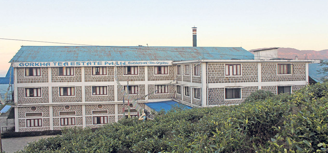 अर्बौं लगानीको नेपाली चिया विश्व बजारमा