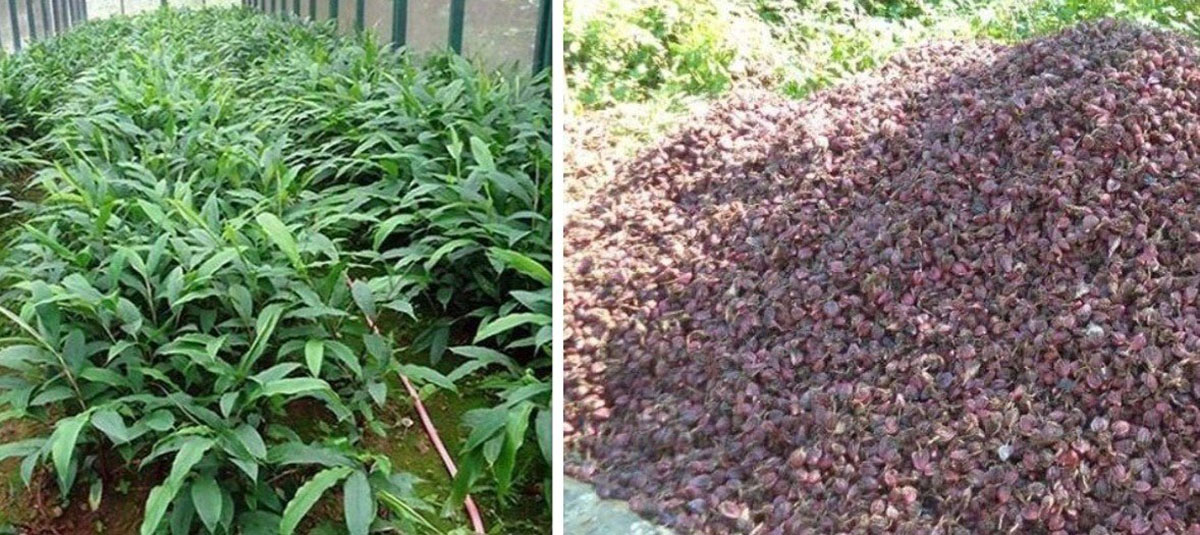 अलैँची उत्पादन बढ्दोः बजार मूल्य घट्दो