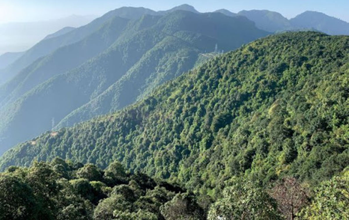 चुरे संरक्षणका लागि शक्तिशाली प्राधिकरण बन्ने, काठ आयात घटाउने सरकारी घोषणा