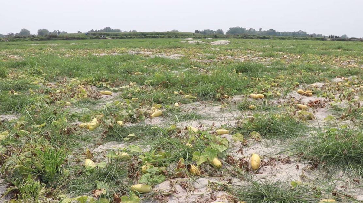 खेतमै कुहियो खर्बुजा