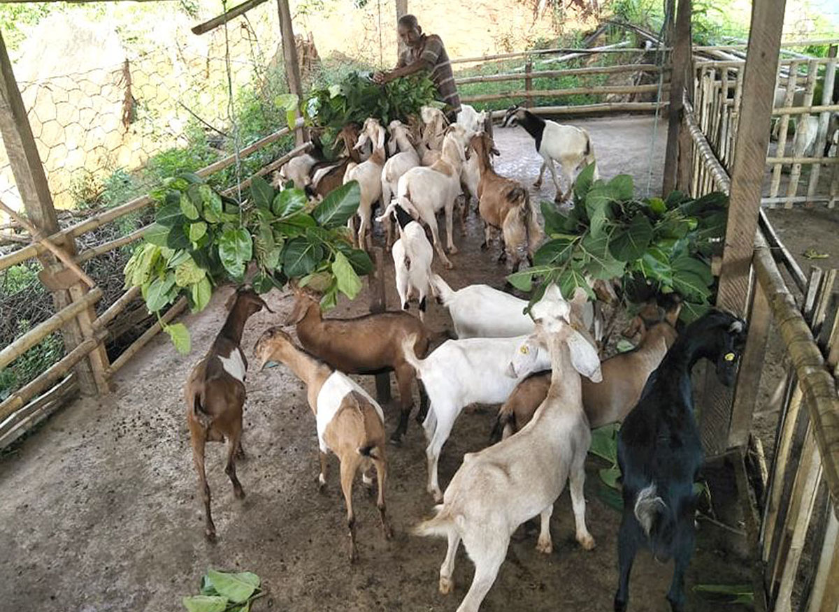 युवाहरु व्यवसायीक पशुपालन पेसामा आबद्ध, वार्षिक १० लाख आम्दानी