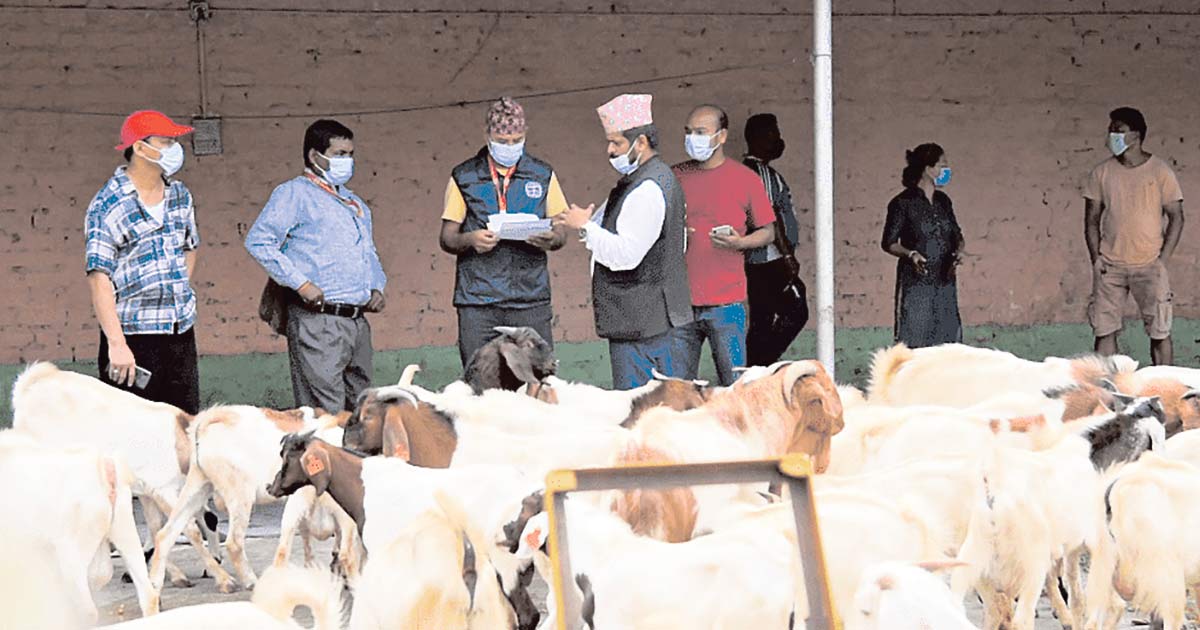 बाख्रापालक किसानलाई बोयर बोका उपहार