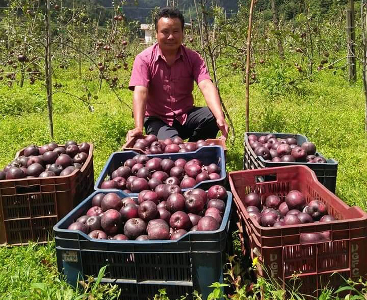 स्याउको उत्पादन घटे पनि मुस्ताङका किसानको आम्दानी बढ्यो