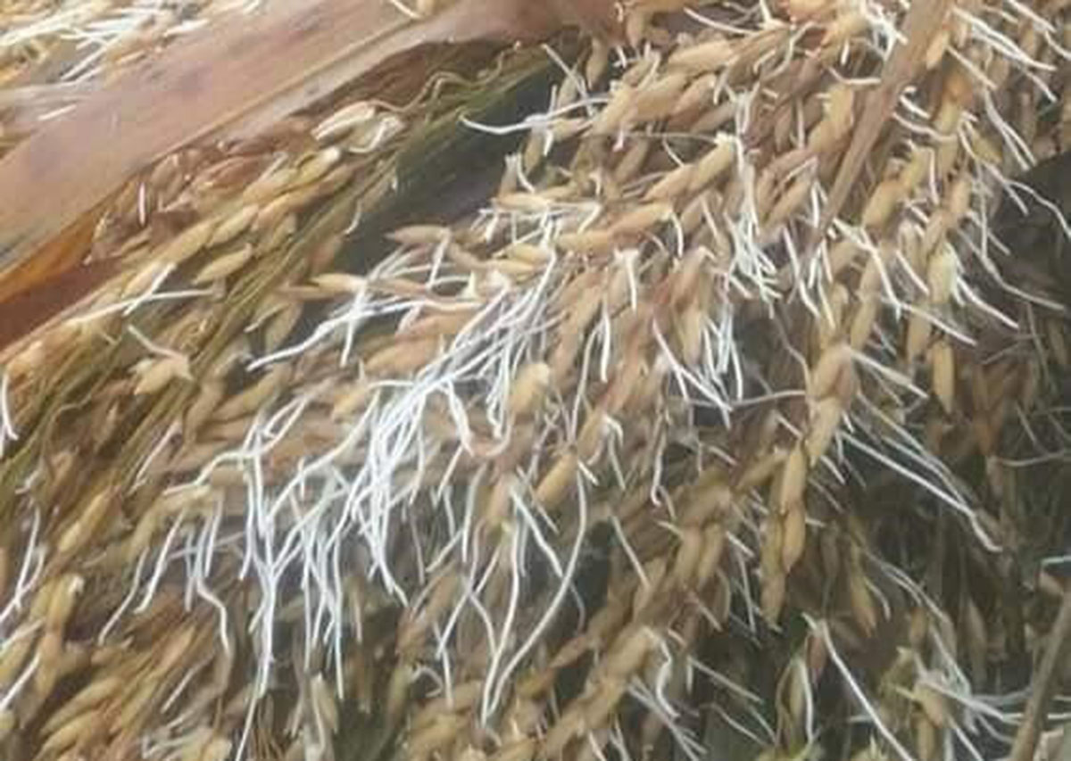टुसाएको धानबाली देखाएर राहत माग्दै किसान