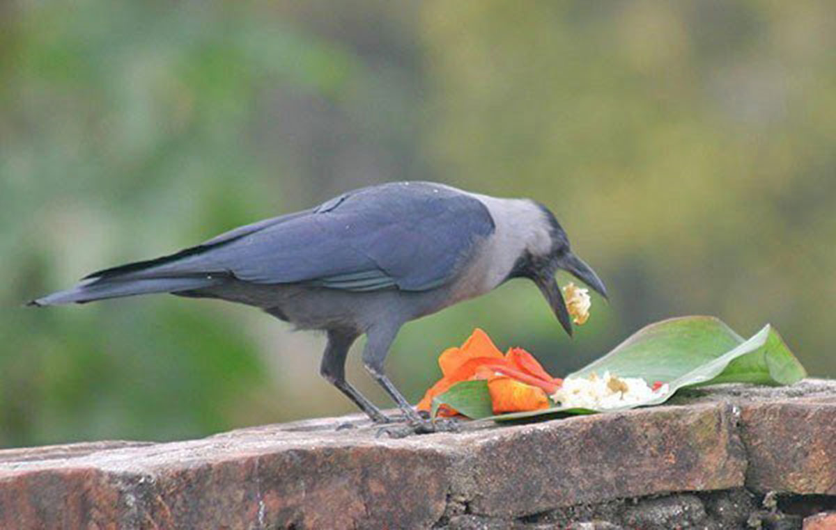 काठमाडौं उपत्यकामा बर्डफ्लु फैलनुको मुख्य कारक काग