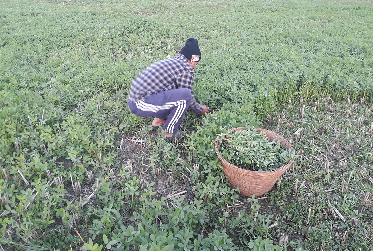 ‘ग्रिन गोल्ड’ बेचेर आम्दानी गर्दै दङ्गाली किसान
