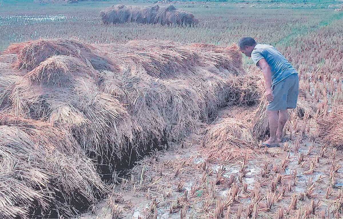 जलवायु परिवर्तन विशेष : खेतीले नधानेपछि वैदेशिक रोजगारमा