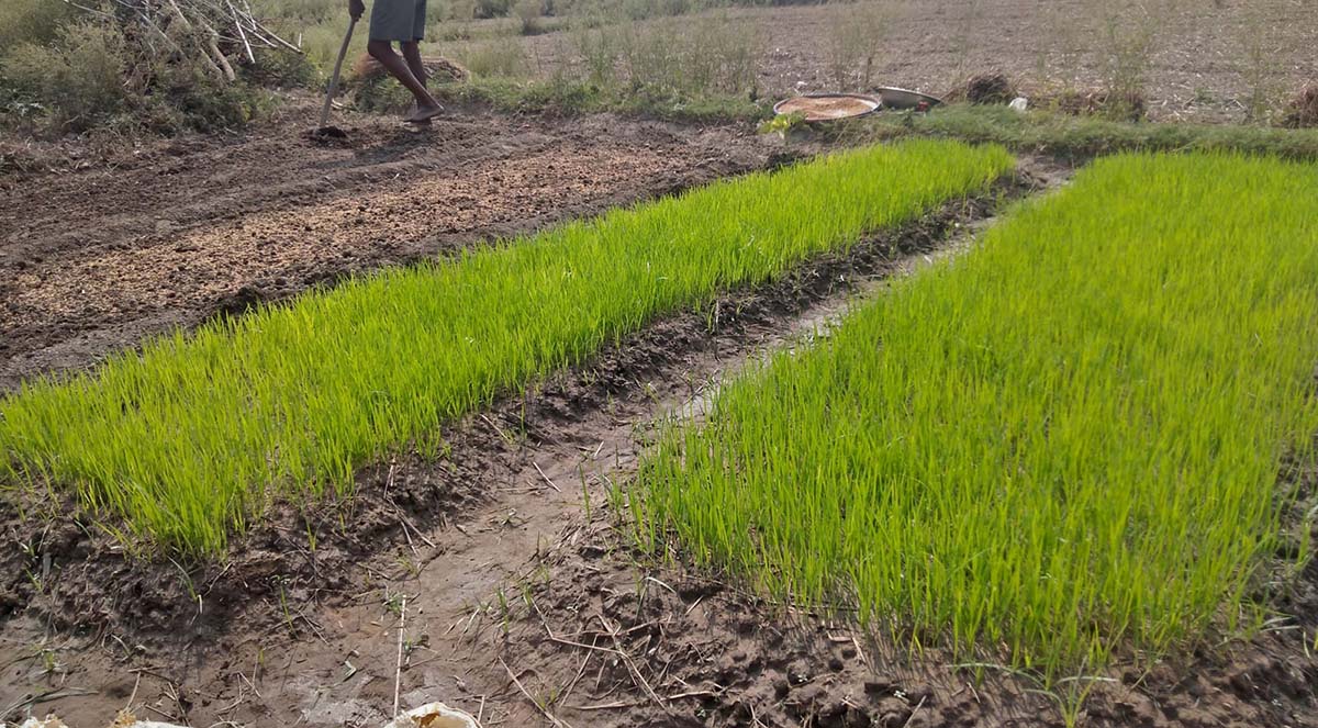 ८० प्रतिशतभन्दा बढी बीउबिजनको आपूर्ति निजी क्षेत्रबाट