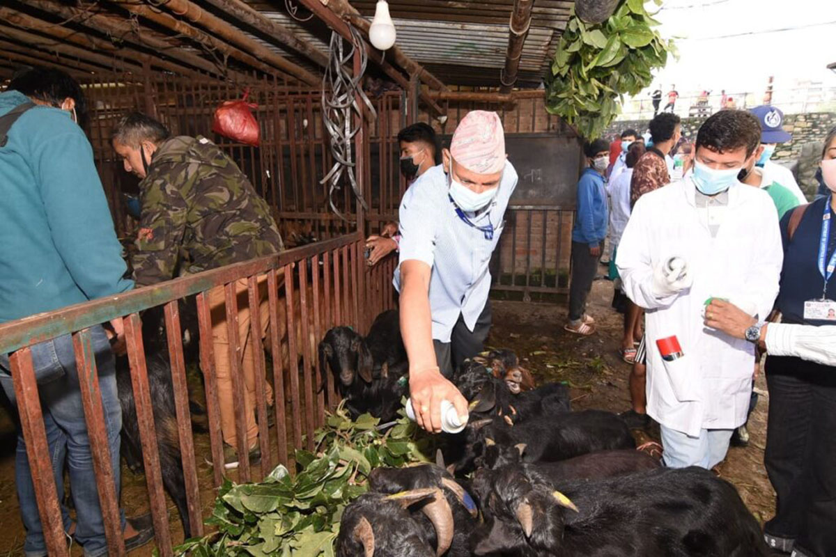 काठमाडौं उपत्यकाका १० ठाउँमा खसीबोकाको स्वास्थ्य परीक्षण हुदै, स्वस्थकर खसीबोकाको सिङमा हरियो रङको स्टिकर