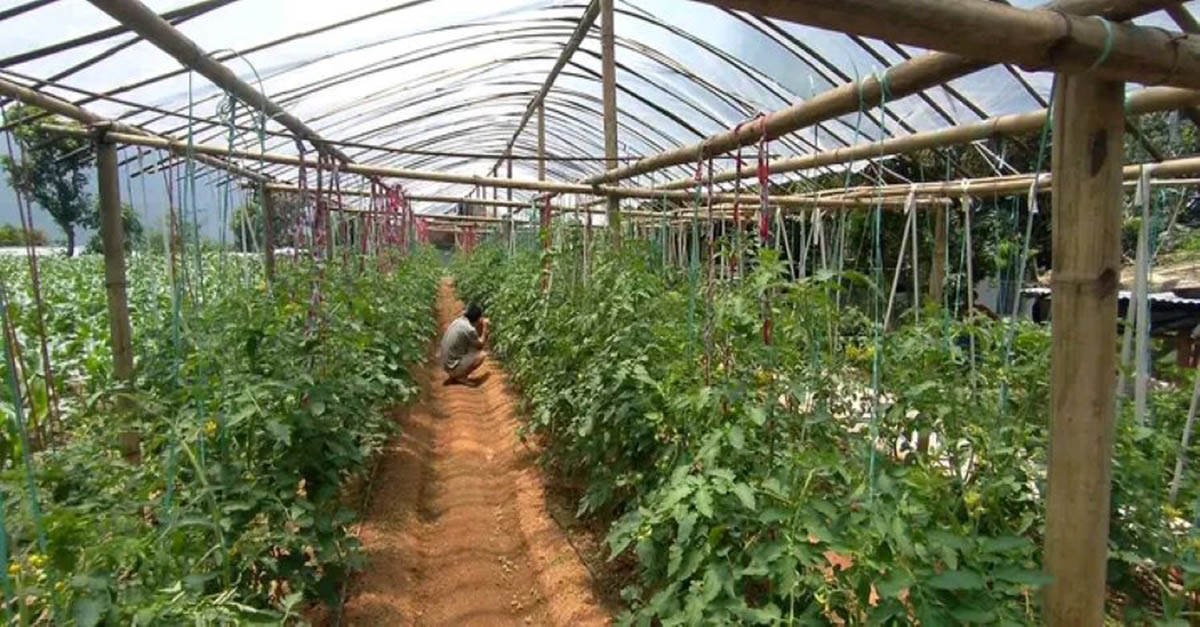 साउदी अरबको बालुवामा खेति देखेका तामाङ आफ्नै माटोमा तरकारी फलाउँदै
