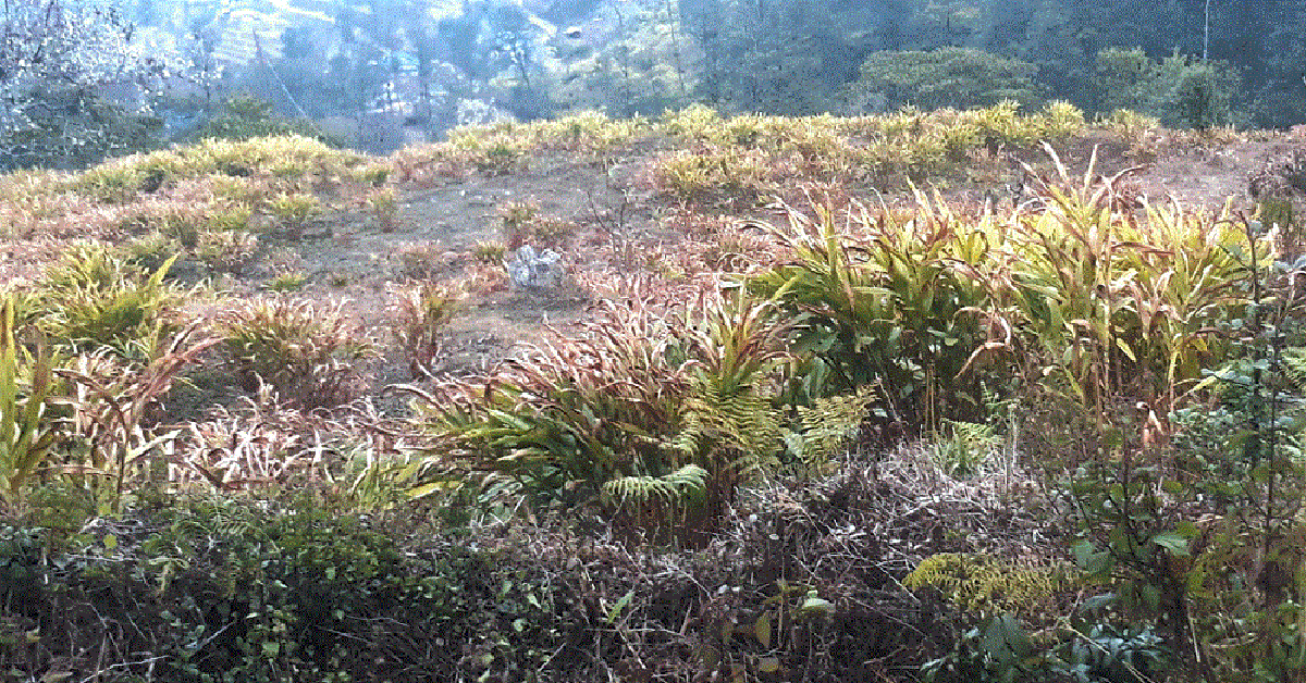 ताप्लेजुङमा सुक्न थाले अलैँचीका बोट, कृषक मर्कामा