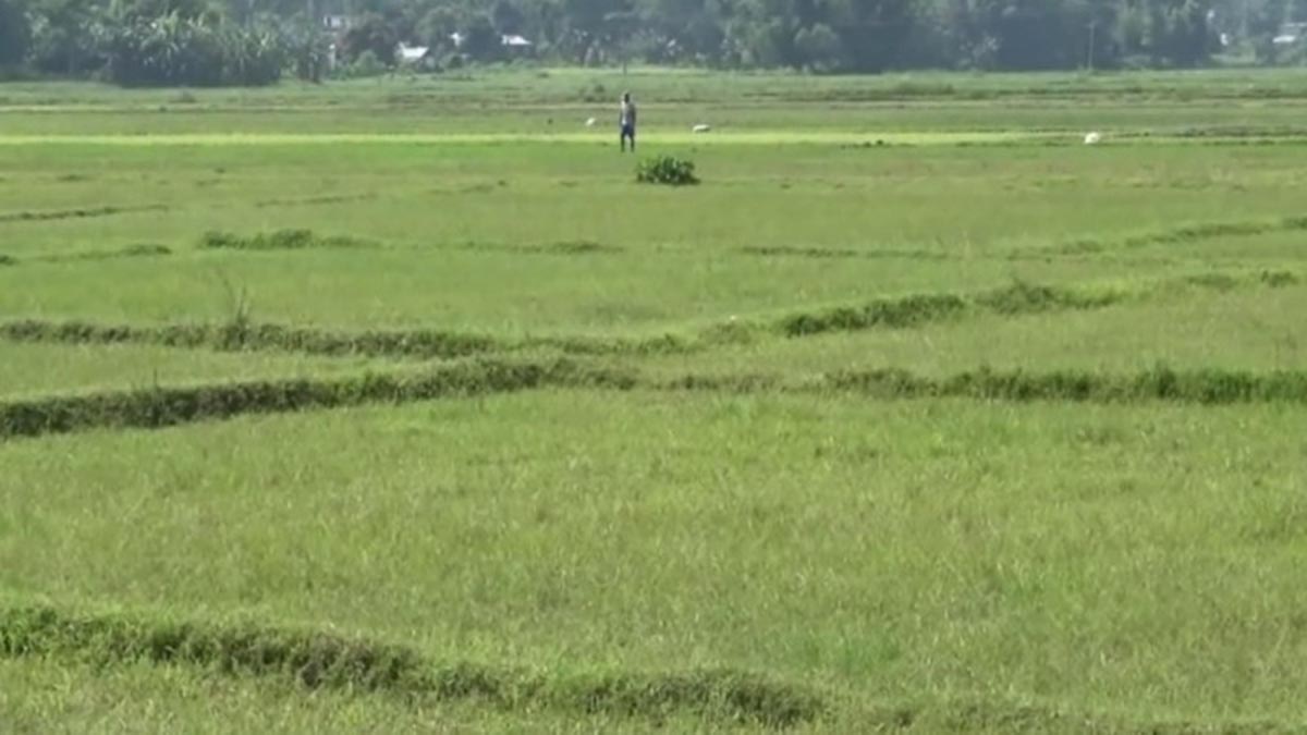 अनुदानले बाँझो जमिनमा खेती गर्ने बढे, ‘खेती गरे तीन हजार अनुदान, बाँझो राखे २०० जरिवाना’