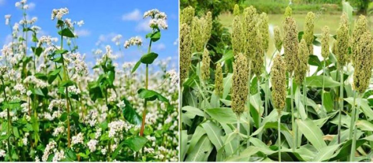 म्याग्दीमा फापर र जुनेलो खेती लोप नै हुने अवस्थामा