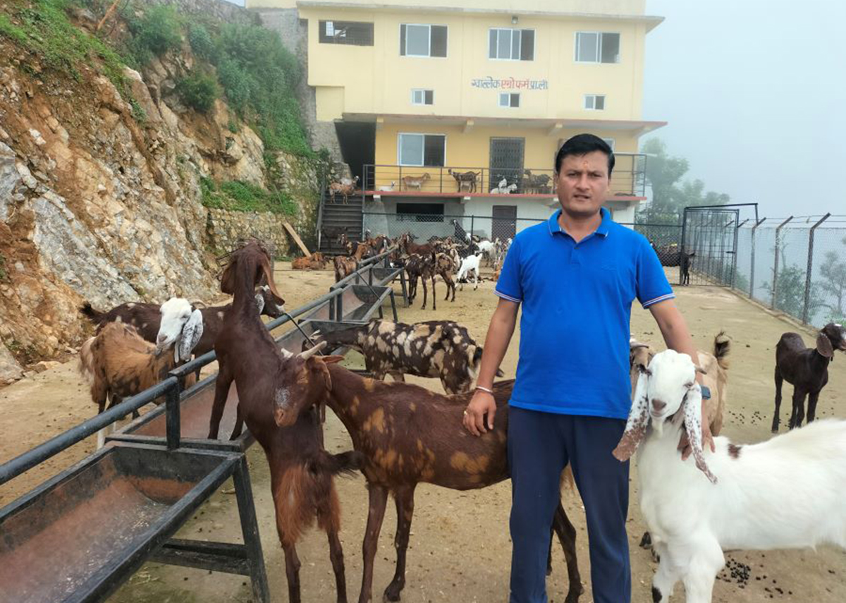 ठेक्का पट्टासँगै पाँच करोडको बाख्रा फार्म चलाउँदै सुरेश चन्द