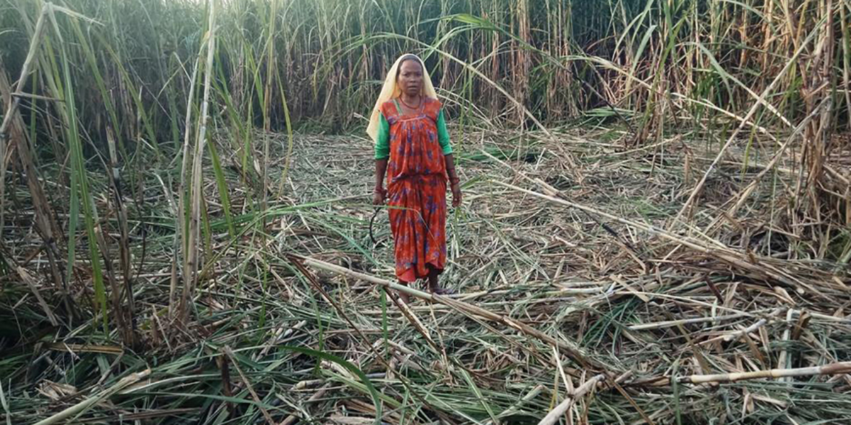 बैंकबाट ऋण निकालेर लगाएको उखुबाली जङ्गली हात्तीको बथान पसेपछि…