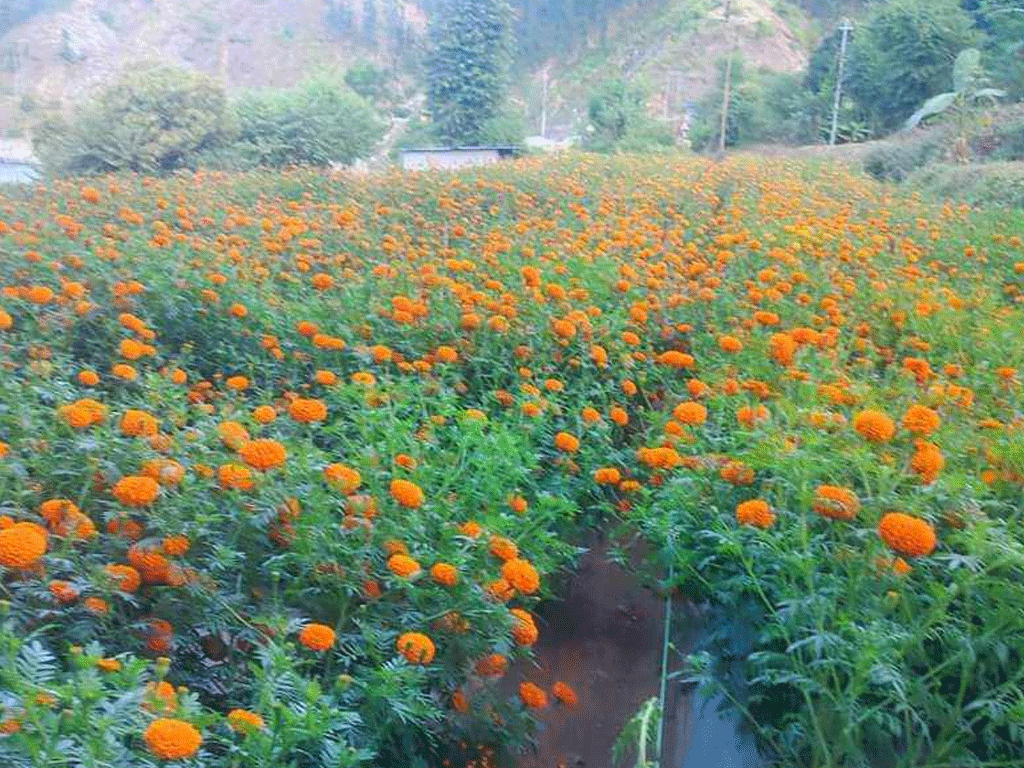 तिहारमै बिक्री भएन फूल, किसान निराश