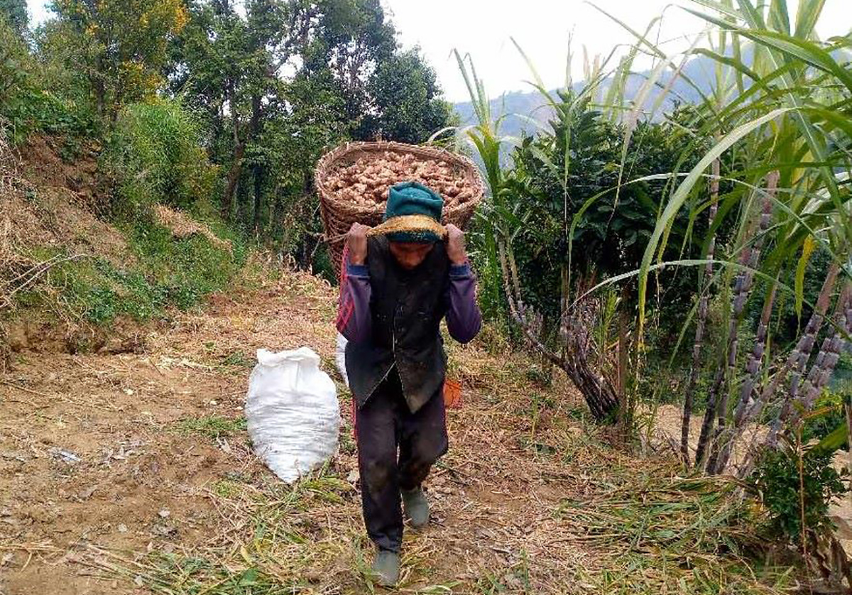 छ करोडभन्दा बढीको अदुवा गाउँबाटै बिक्री