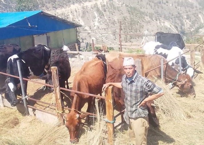 मुगुवासी गाईपालनमा आकर्षित, दूध बेचेरै मासिक ६० हजार रुपैयाँसम्म आम्दानी 
