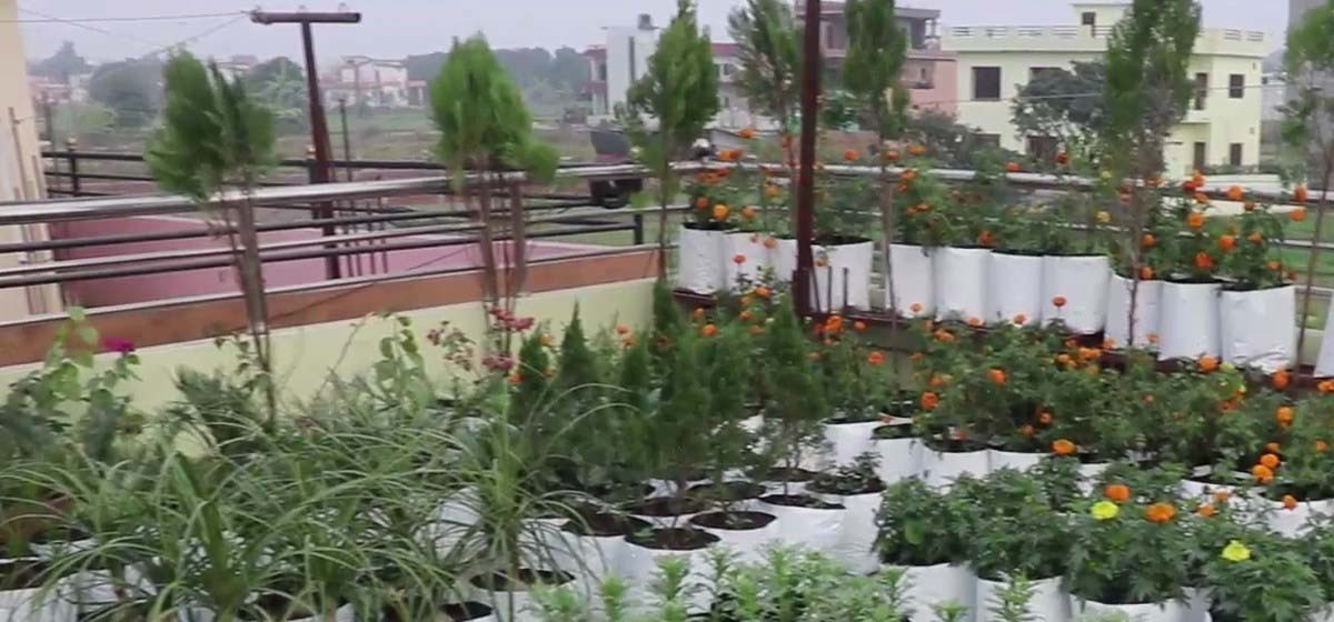 बनेपाका एक हजार घरमा ‘कौसीखेती’