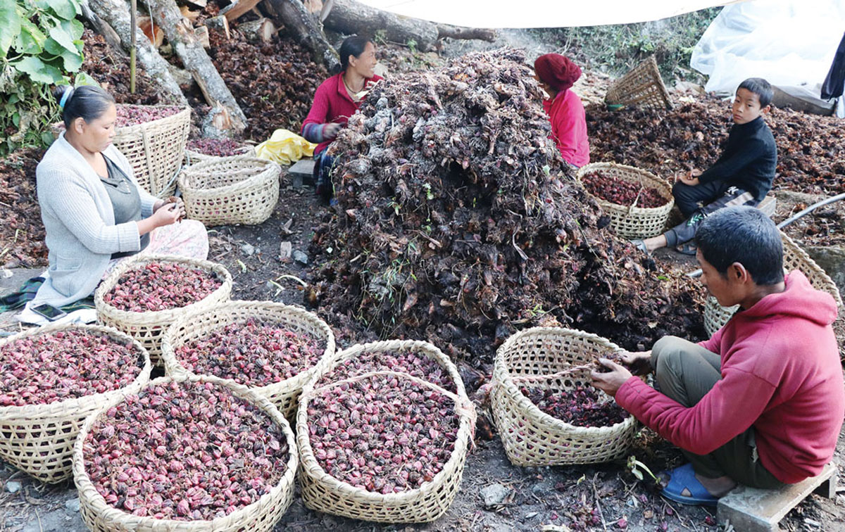 ११ महिनामा साढे सात अर्बको अलैँची निर्यात