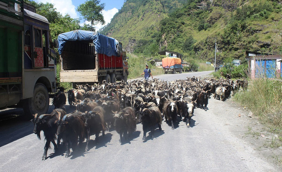मुस्ताङका च्याङ्ग्रा जोनमा ७८ फार्म सूचीकृत