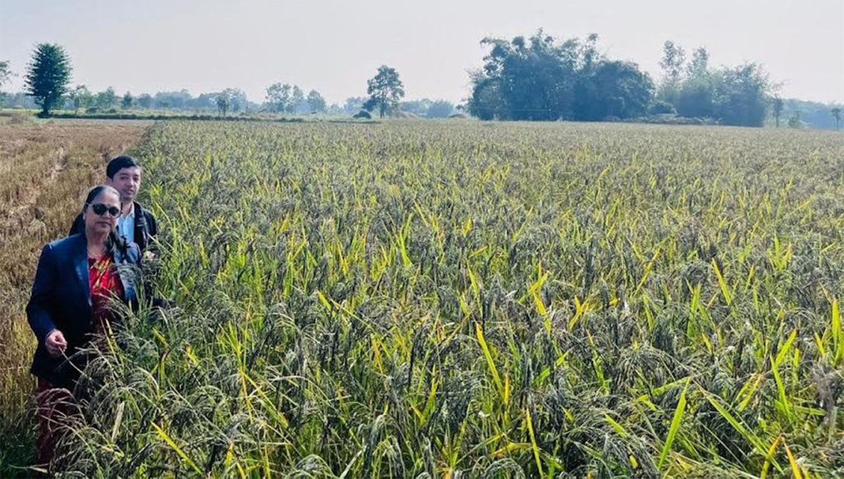 शिवसताक्षीका चार वडालाई ‘नुनिया धानको पकेट क्षेत्र’ घोषणा