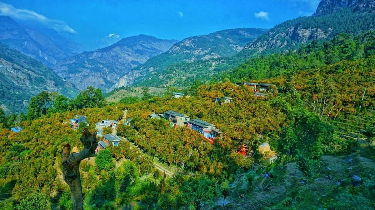 बाँसखर्कको पाखैभरि पहेँलपुर सुन्तला बगान, १८ करोड ४४ लाखको सुन्तला उत्पादन