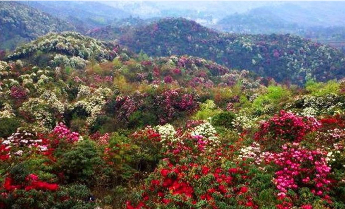 संखुवासभाको मादी–१ चौकीस्थित लालीगुराँसको राजधानी टि.एम.जे. क्षेत्रमा पर्यटन बर्ष मनाइने