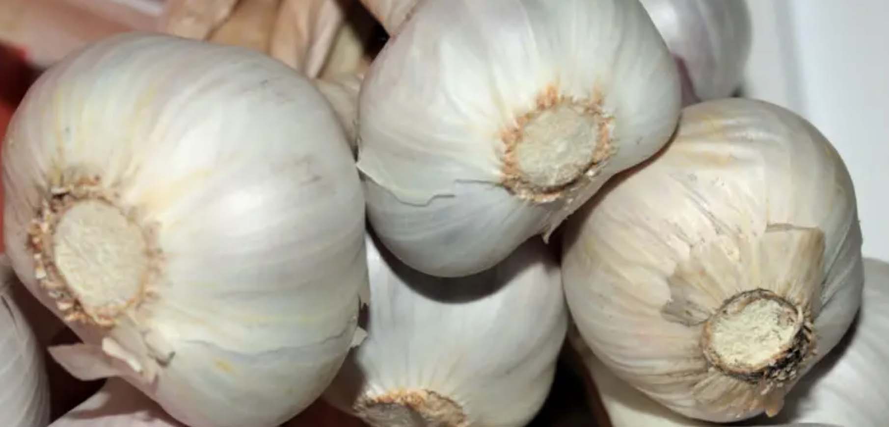 लसुन रोपेर आम्दानी बढाउदै कञ्चनपुरका किसान