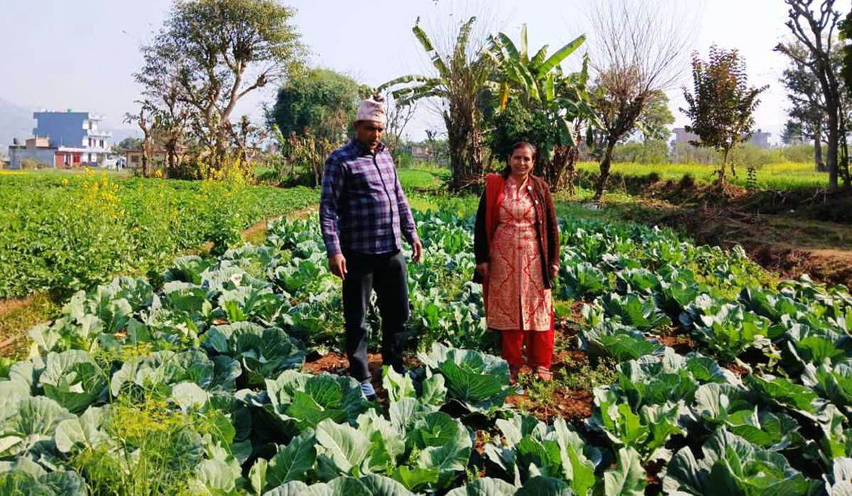 व्यावसायिक खेतीसँगै आत्मनिर्भरता बन्दै किसान