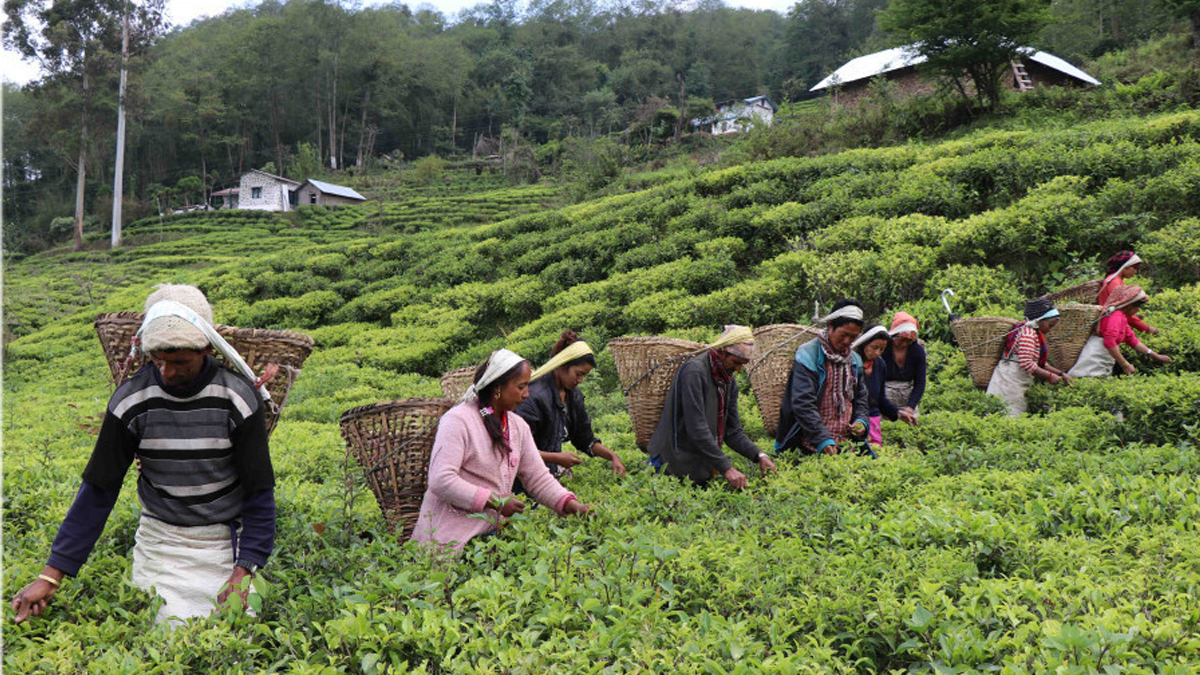 कोशी प्रदेशका ८४ अर्थोडक्स चिया उद्योगमा तीन अर्ब ६८ करोड ७४ लाख रुपियाँ लगानी