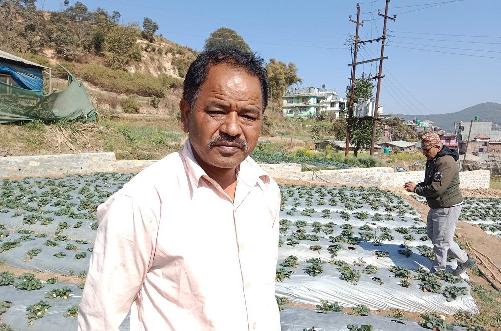 स्ट्रबेरी खेतीले फेरिएको जीवन,वार्षिक ३० लाख बचत गर्छन् बनेपाका विष्ट