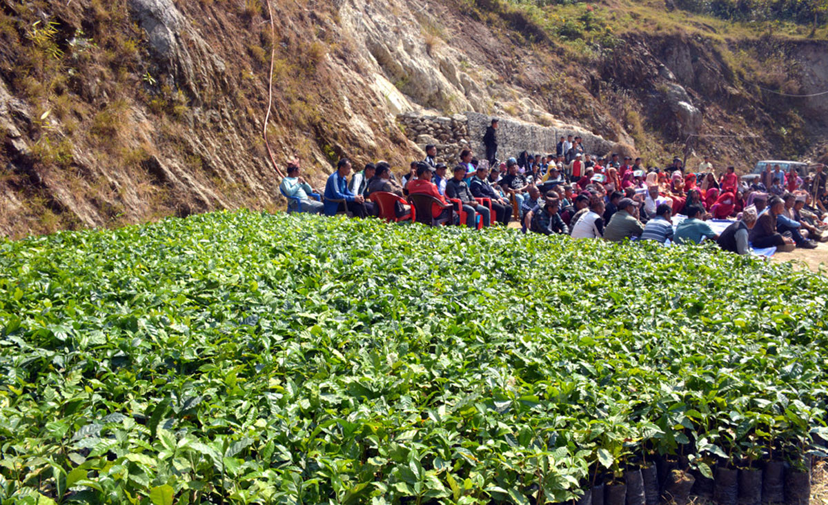 कफीखेतीबाट मनग्य आम्दानी लिदै महाभारतका किसान