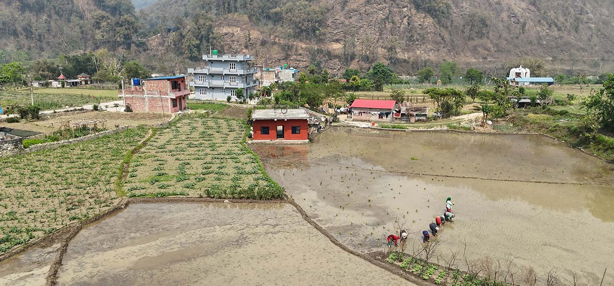 सिँचाइ सुविधा उपलब्ध नहुँदा कञ्चनपुरमा चैते धानबाली घट्यो