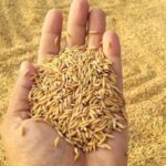 झापामा एक वर्षमा ७ लाख ६१ हजार ४ सय ३३ मेट्रिक टन खाद्यान्न उत्पादन